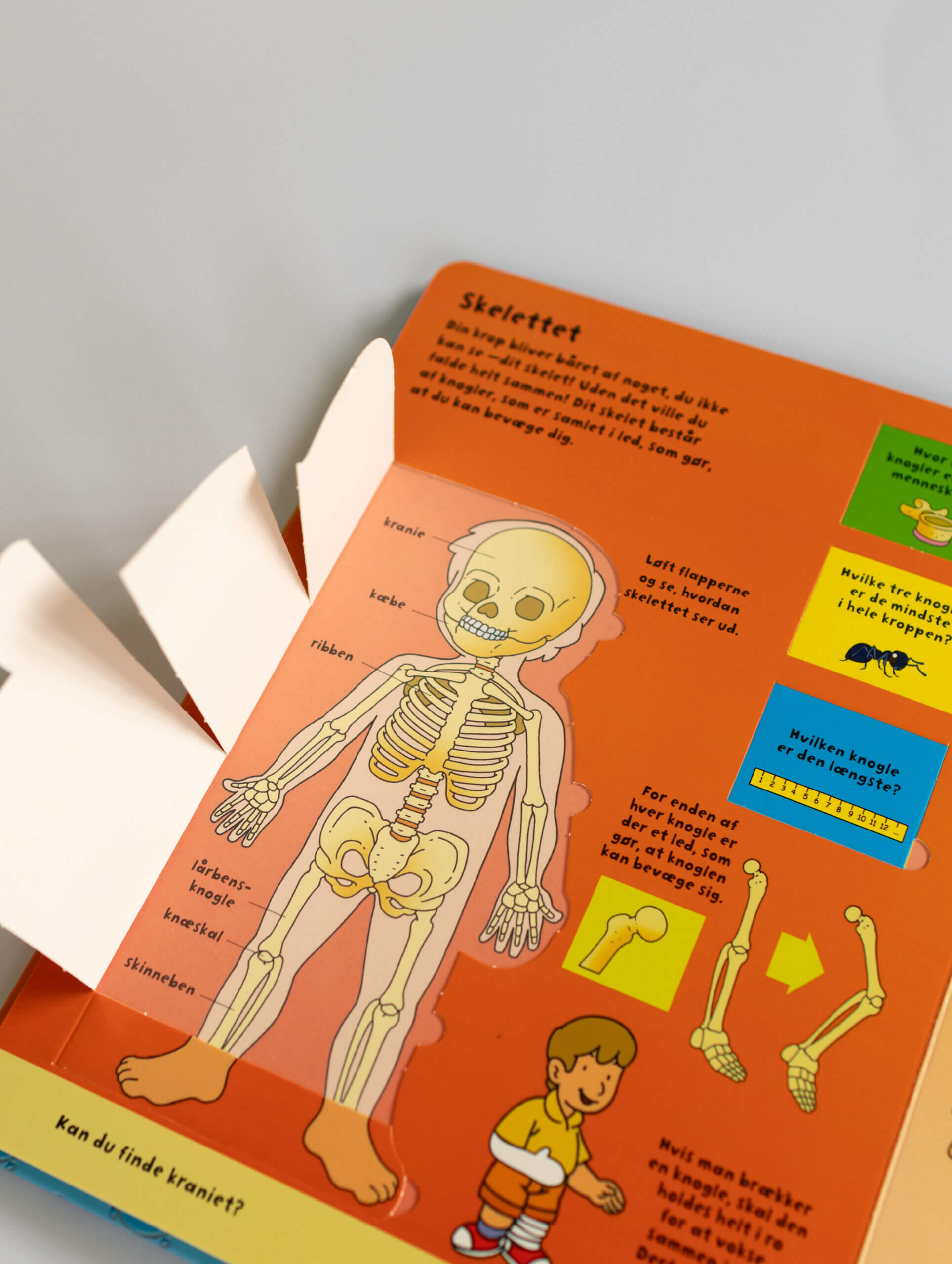 Den store flapbog: Kroppen - Image 2