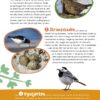 Fugle i vores natur - Image 2
